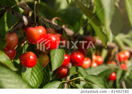 many red cherries on the branches of a tree, close-up, selective focus 81482580
