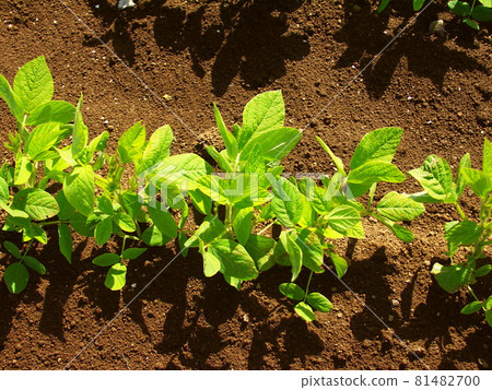 Young leaves of green soybeans in the spring field 81482700