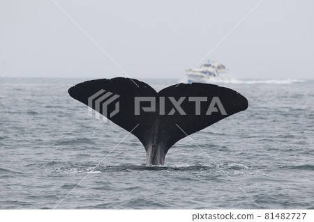 [北海道] 羅臼海岸的抹香鯨 81482727