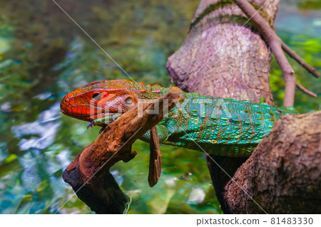 Guiana Caiman lizard lurking in the jungle 81483330
