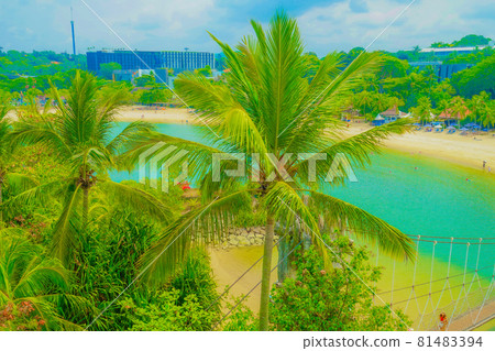 新加坡聖淘沙島上的棕櫚樹 新加坡聖淘沙島上的棕櫚樹 81483394