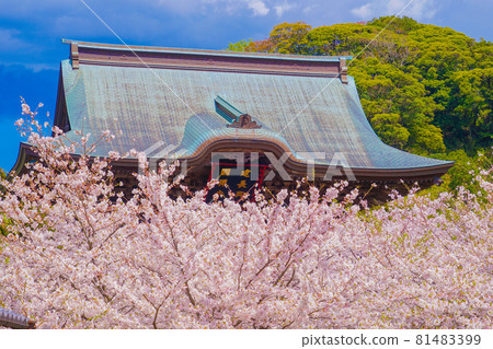 建長寺和盛開的櫻花 建長寺和盛開的櫻花 81483399