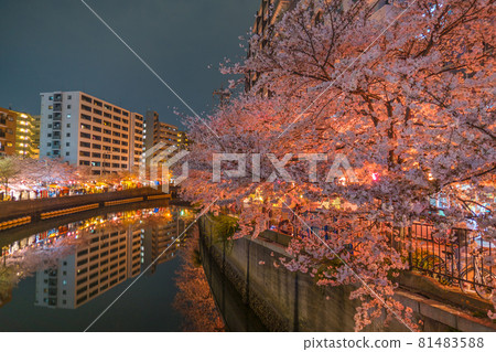 大岡川散步道上的櫻花夜景 81483588