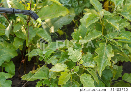 Protecting potatoes plants from colorado beetles using the sprayer Protecting potatoes plants from colorado beetles using the sprayer 81483710