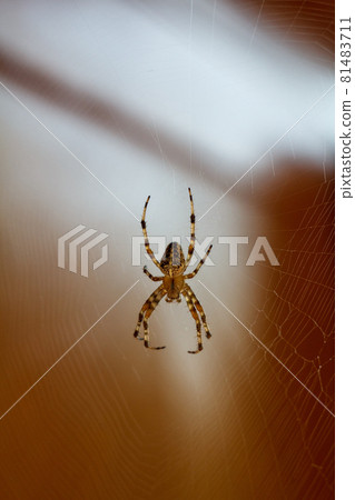 Spider on the web at summer day Spider on the web at summer day 81483711
