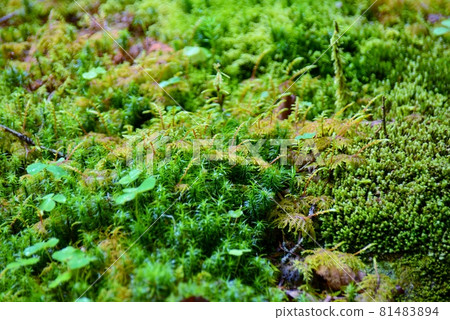 Green moss cluster 81483894