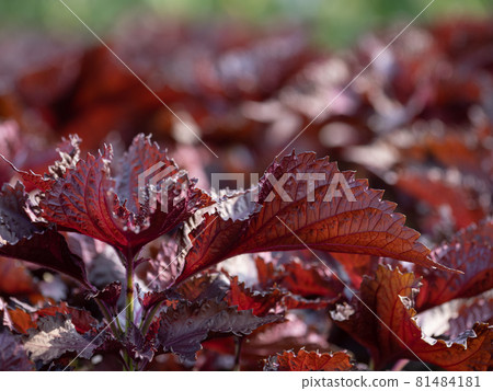 Red perilla in the field Red perilla in the field 81484181