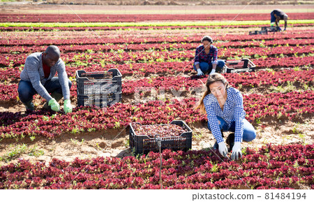 Team of workers harvests red lettuce Team of workers harvests red lettuce 81484194