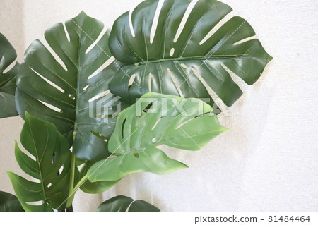 Monstera Monstera 81484464