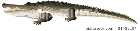 Alligator or Crocodile in cartoon style on white background 81485194