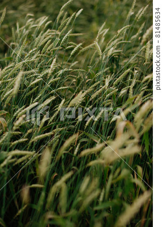 Green rye field close-up, wheat ears Green rye field close-up, wheat ears 81485634