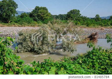 Willow tree that fell due to heavy rain Willow tree that fell due to heavy rain 81485784