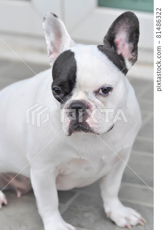 dog, absent minded French bulldog or French bulldog dog, absent minded French bulldog or French bulldog 81486322