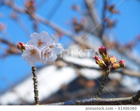 Sakura flowering bud 81486360