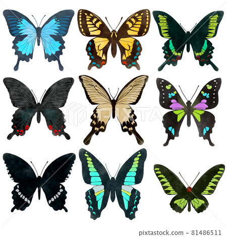 水彩風格燕尾蝴蝶插圖集 81486511