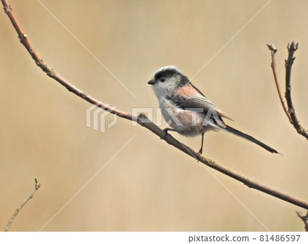 長尾山雀 長尾山雀 81486597