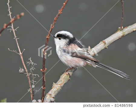 長尾山雀 81486598