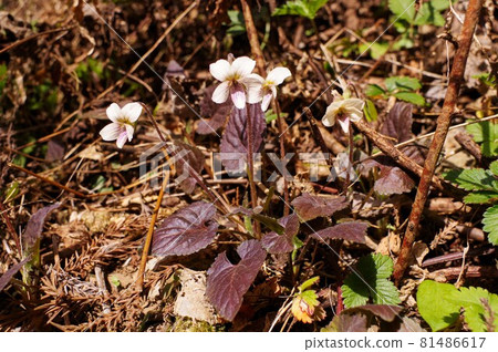Takaosu Mill 81486617