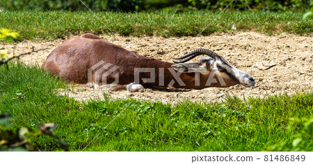 Dama gazelle, Gazella dama mhorr or mhorr gazelle is a species of gazelle 81486849