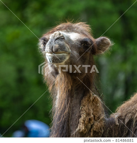 Bactrian camel, Camelus bactrianus in a german park 81486881