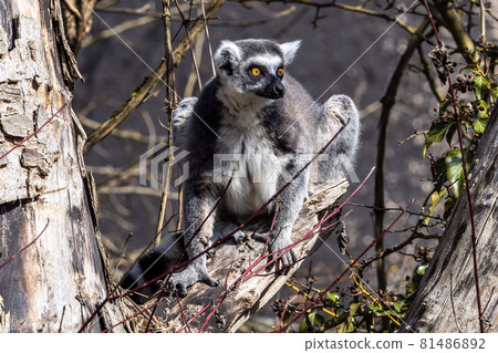 The ring-tailed lemur,Lemur catta with white ringed tail is the most known lemur 81486892