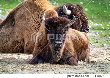 American buffalo known as bison, Bos bison in the zoo American buffalo known as bison, Bos bison in the zoo 81486908