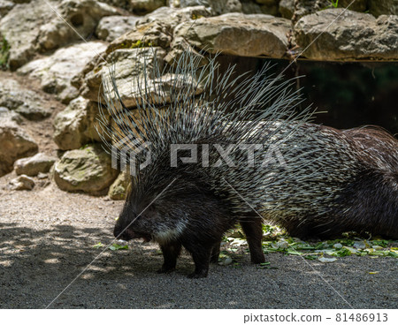 Indian crested Porcupine, Hystrix indica in a german nature park Indian crested Porcupine, Hystrix indica in a german nature park 81486913