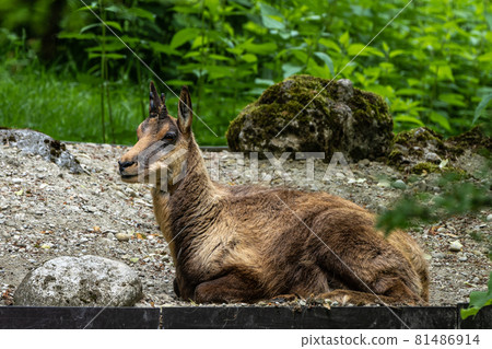 Apennine chamois, Rupicapra pyrenaica ornata, is living in Italy and Spain Apennine chamois, Rupicapra pyrenaica ornata, is living in Italy and Spain 81486914