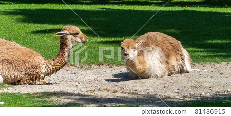 Vicunas, Vicugna Vicugna, relatives of the llama Vicunas, Vicugna Vicugna, relatives of the llama 81486915