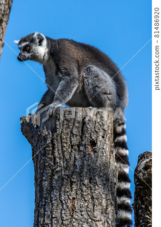 The ring-tailed lemur,Lemur catta with white ringed tail is the most known lemur 81486920