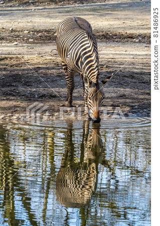 Hartmann's Mountain Zebra, Equus zebra hartmannae. An endangered zebra Hartmann's Mountain Zebra, Equus zebra hartmannae. An endangered zebra 81486925