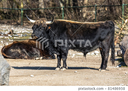 Heck cattle, Bos primigenius taurus or aurochs in a German park 81486938
