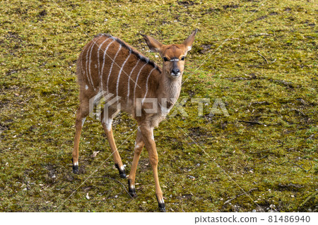 Nyala Antelope - Tragelaphus angasii. Wild life animal. Nyala Antelope - Tragelaphus angasii. Wild life animal. 81486940