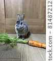 Rabbit to eat carrots 81487212