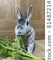 Rabbit eating carrot leaves 81487214