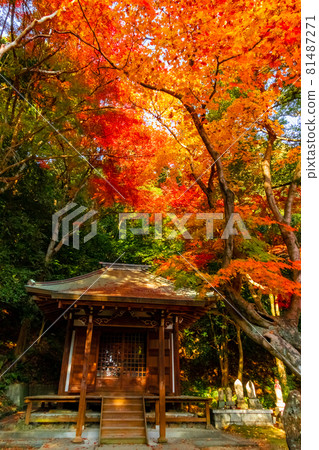 Autumn Jokoji Temple <Seto City, Aichi Prefecture> 81487271