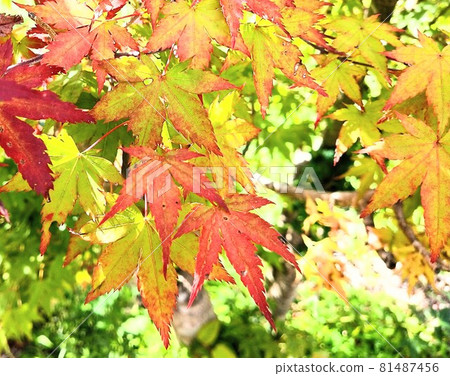 Gradation from summer to autumn (autumn leaves) 81487456