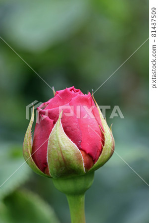 Red rose flower bud in close up Red rose flower bud in close up 81487509