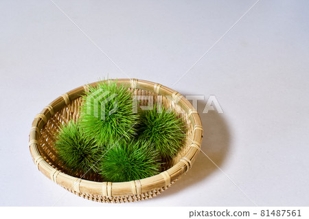 Aoguri: The arrival of autumn Aoguri: The arrival of autumn 81487561