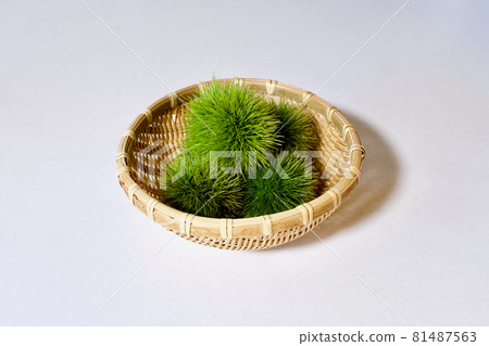 Aoguri: The arrival of autumn Aoguri: The arrival of autumn 81487563