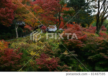 Autumn leaves of Seikanji Temple 81487595