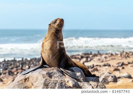 Fur seal enjoy the heat of the sun 81487743