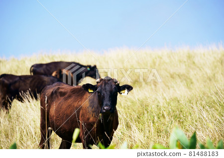 宗谷岬風力發電場“放牧大豆牛”北海道稚內市 宗谷岬風力發電場“放牧大豆牛”北海道稚內市 81488183