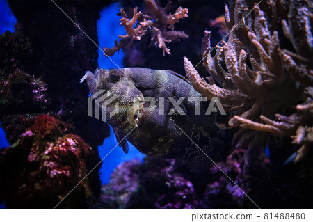 Spotted soapfish Pogonoperca punctata fish underwater in sea Spotted soapfish Pogonoperca punctata fish underwater in sea 81488480