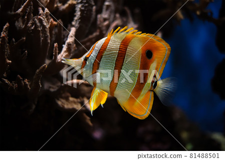 Copperband butterflyfish Chelmon rostratus 81488501