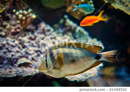 Red Sea sailfin tangfish underwater in sea Red Sea sailfin tangfish underwater in sea 81488502