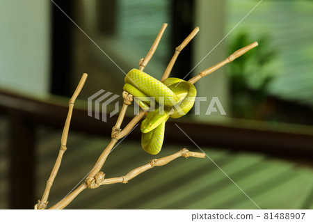 The Red-tailed Racer on a branch is a relatively large non-venomous snake. The distinctive feature is The body is green and the tail is brown. 81488907