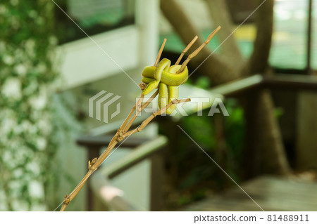 The Red-tailed Racer on a branch is a relatively large non-venomous snake. The distinctive feature is The body is green and the tail is brown. The Red-tailed Racer on a branch is a relatively large non-venomous snake. The distinctive feature is The body is green and the tail is brown. 81488911