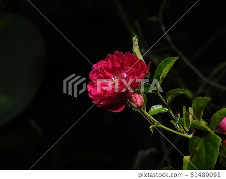 Wild rose Wild rose 81489091