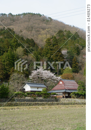 鄉村、古民居、倉庫的櫻花盛開的春天景色 鄉村、古民居、倉庫的櫻花盛開的春天景色 81489273